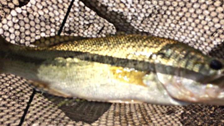 Something About Fishing (the conclusion)